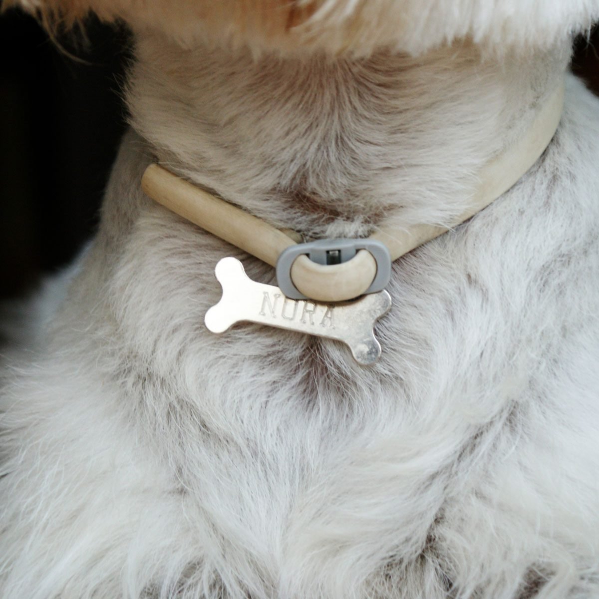 can puppies wear collars