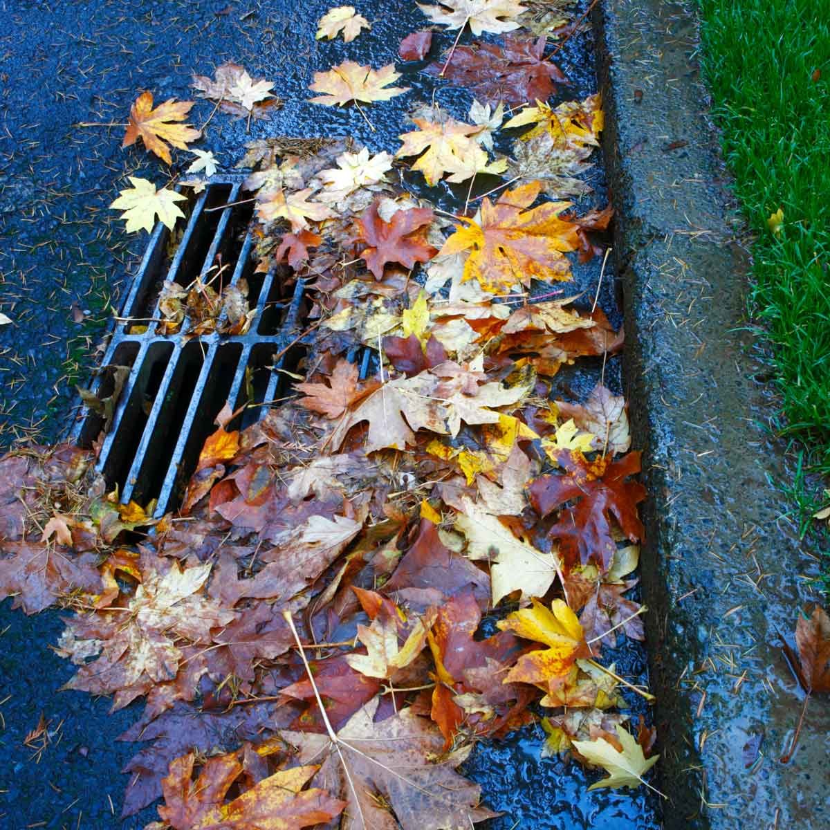 11 Things You Should NOT Do With Your Fallen Leaves