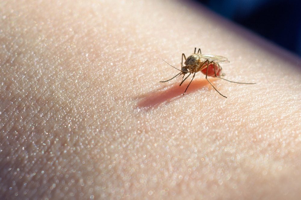 10 Things That Attract Mosquitoes to Your Home