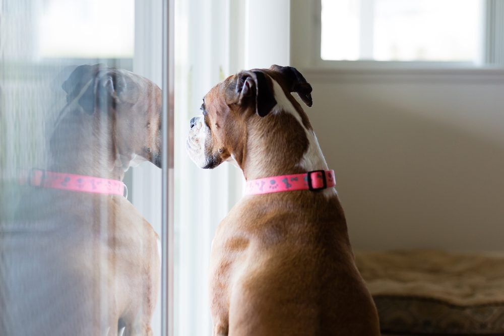 What's a Safe Indoor Temperature for Dogs and Other Pets?