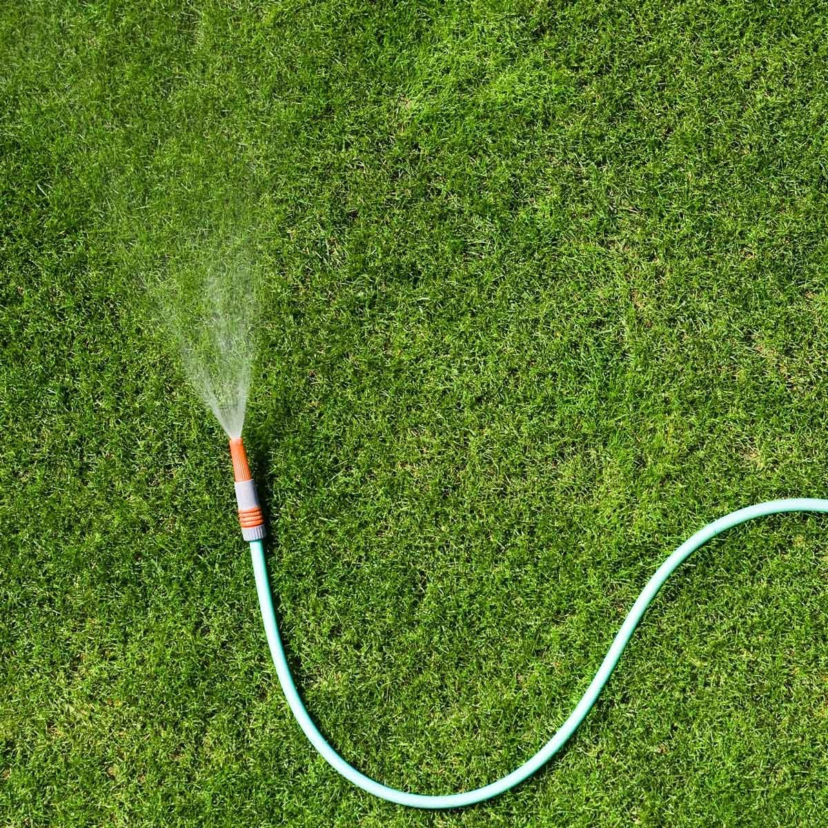 When Is the Best Time to Water the Grass?