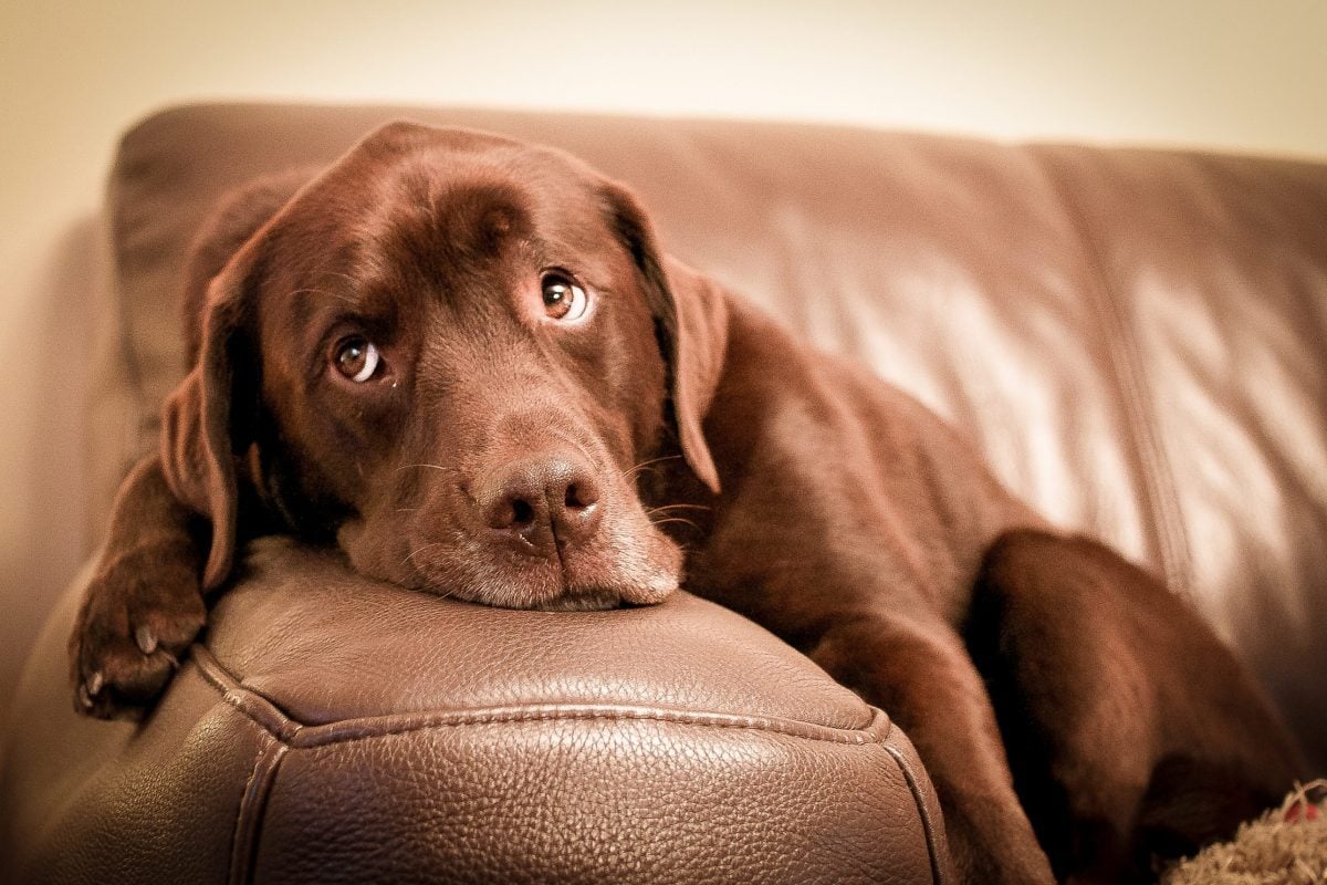 9 Ways to Get Dog Smell Out of a Couch