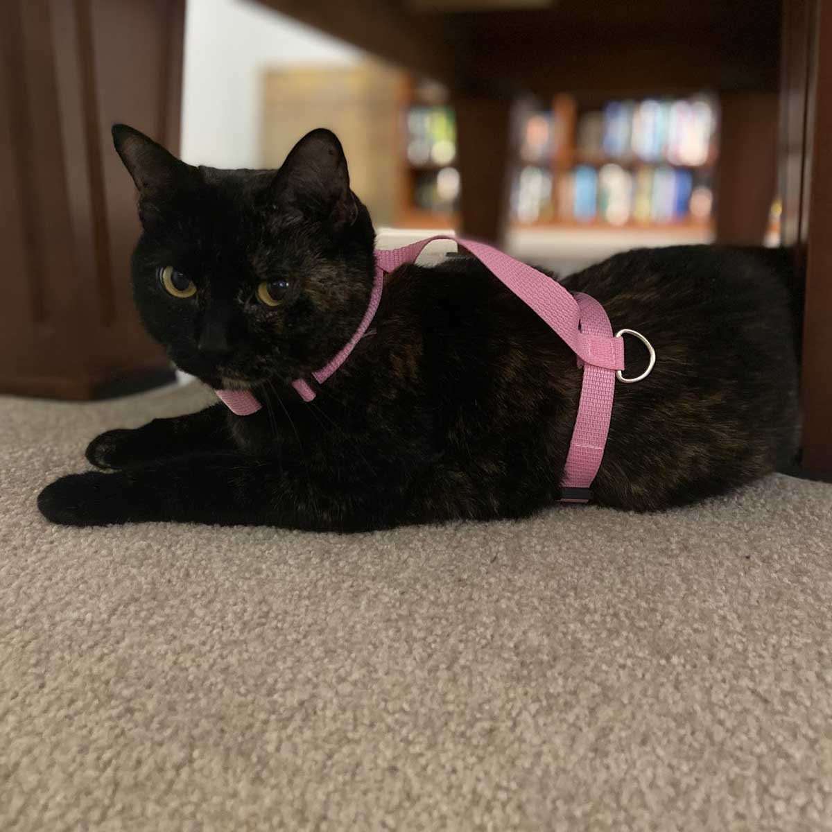 How to Make a Cat Harness