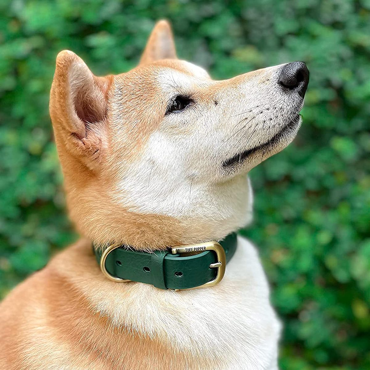 The 12 Best Dog Collars of 2024—From a Pet Expert