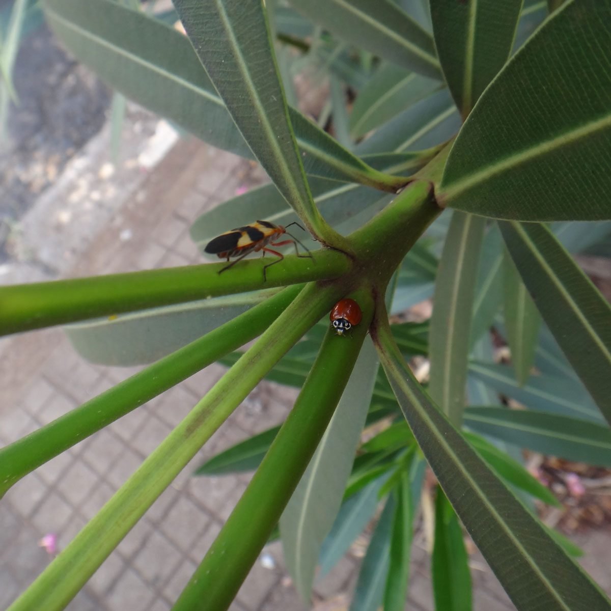 What Are the Red and Black Bugs on My House?