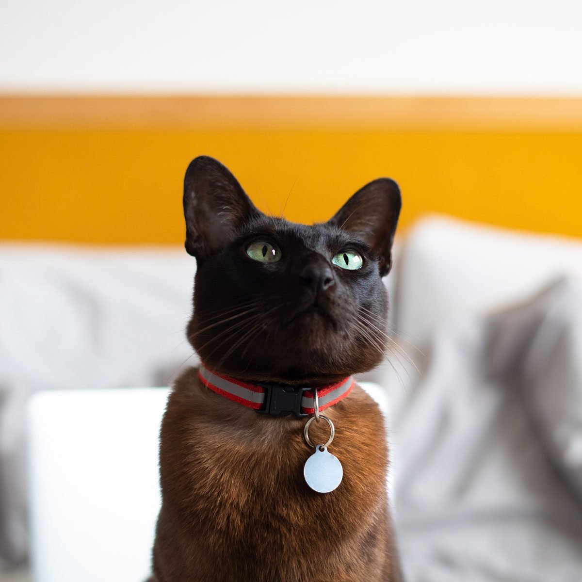 Should You Get a Collar for Your Cat?