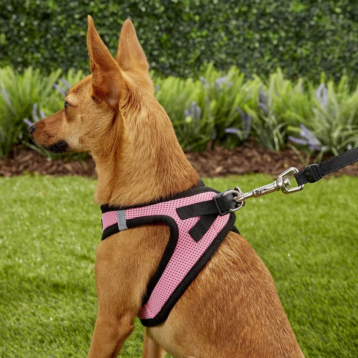 9-best-dog-harnesses-the-family-handyman