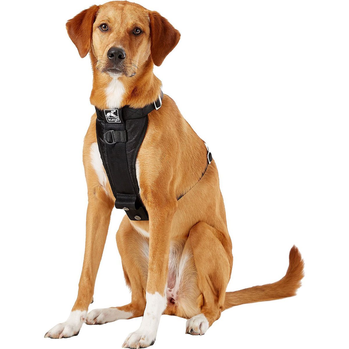 The Six Different Types of Dog Harnesses | The Family Handyman