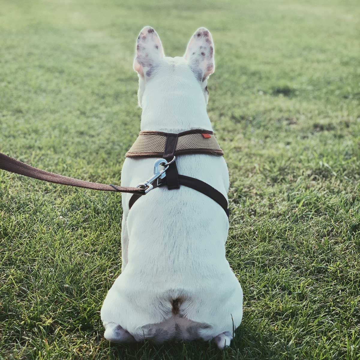 9 Best Dog Harnesses