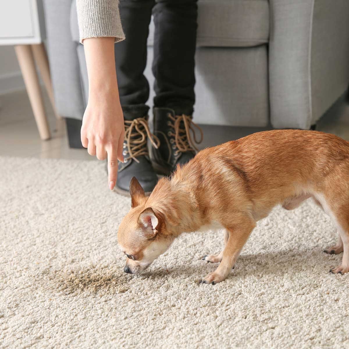 6 Best Pet Urine Remover Products for the Carpet