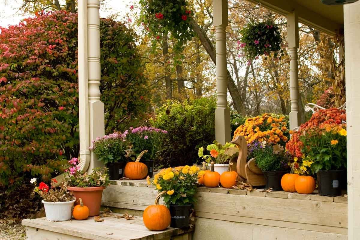 The Best Fall Flowers (That Aren't Mums): Expert Picks