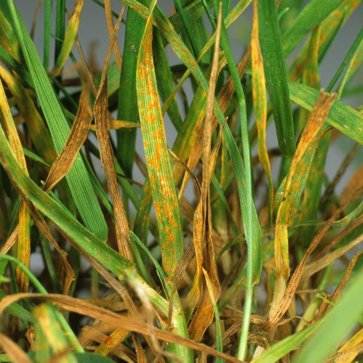 What Is Grass Rust and How Do I Get Rid of It?