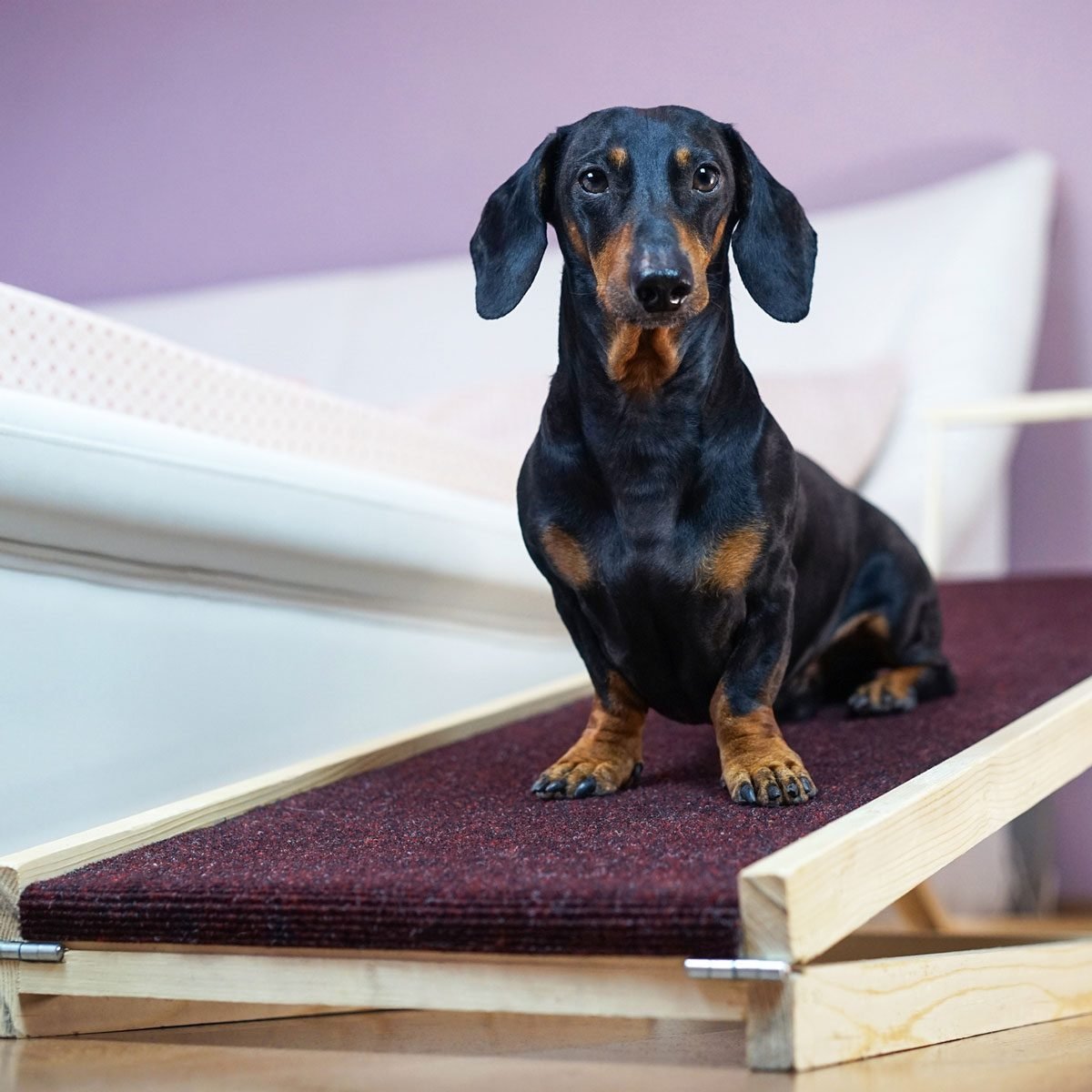 9 Best Pet Ramps for Your Cat or Dog