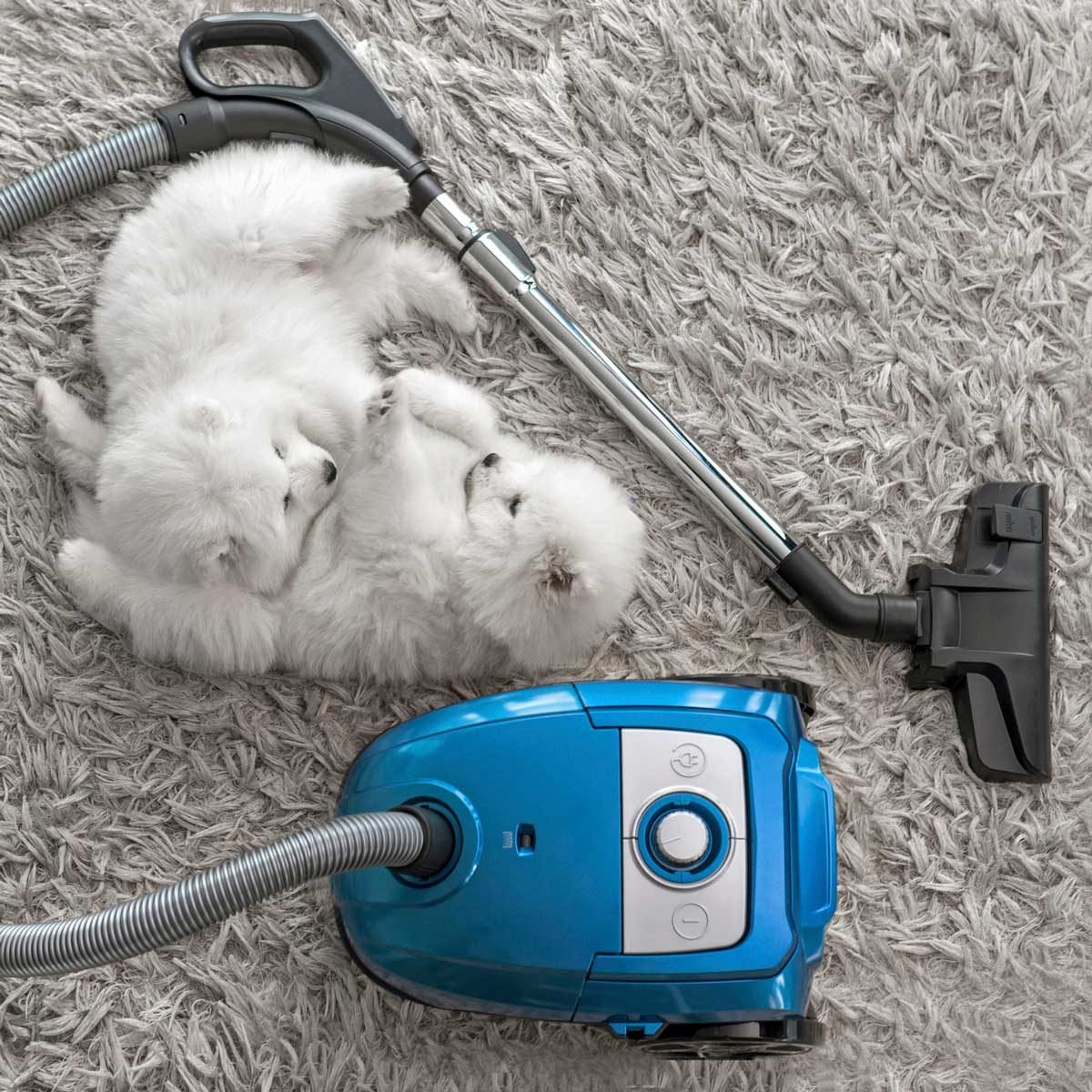 8 Best Vacuum Cleaners for Pet Hair and Stains The Family Handyman