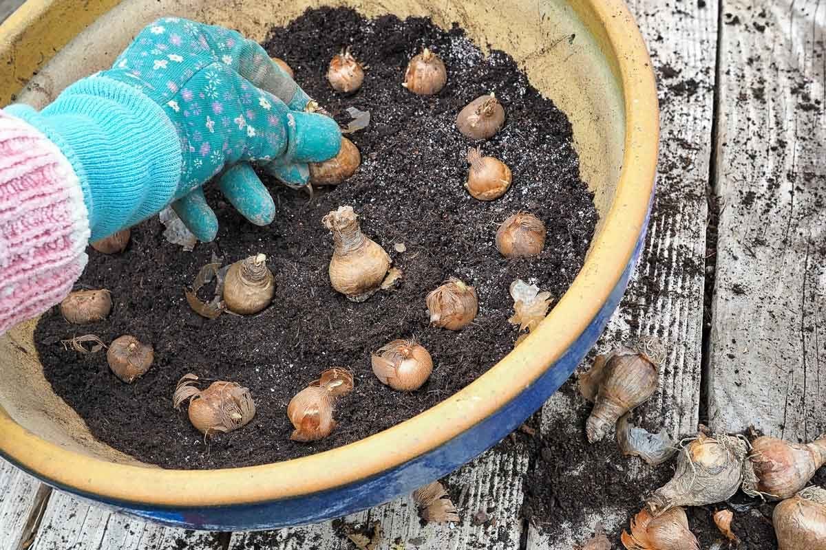 Things I Wish I Knew Before Planting Fall Bulbs