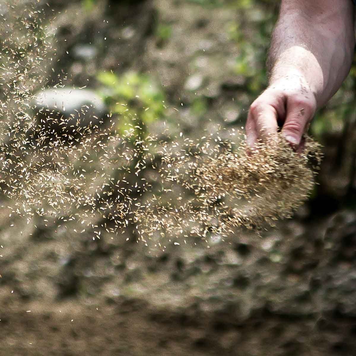 Spreading grass seed by hand