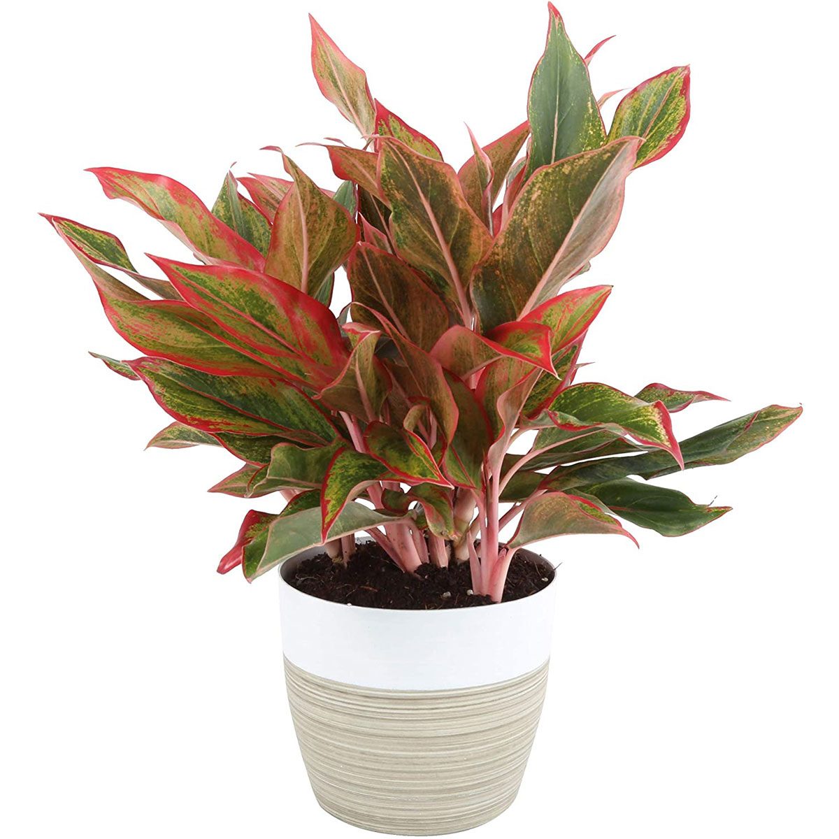 9 EasyCare Holiday Houseplants The Family Handyman