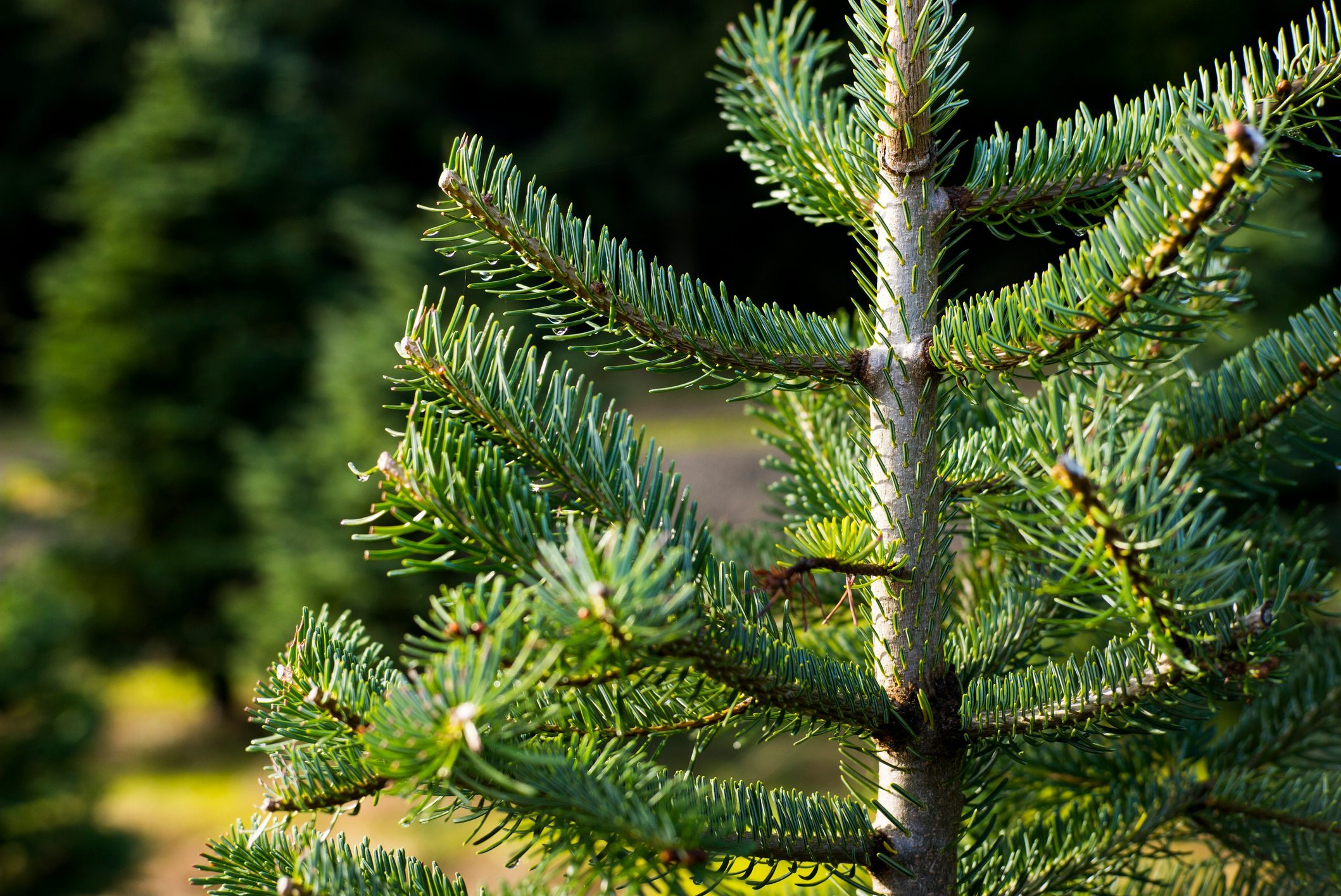 8 Types of Christmas Trees You Can Grow The Family Handyman