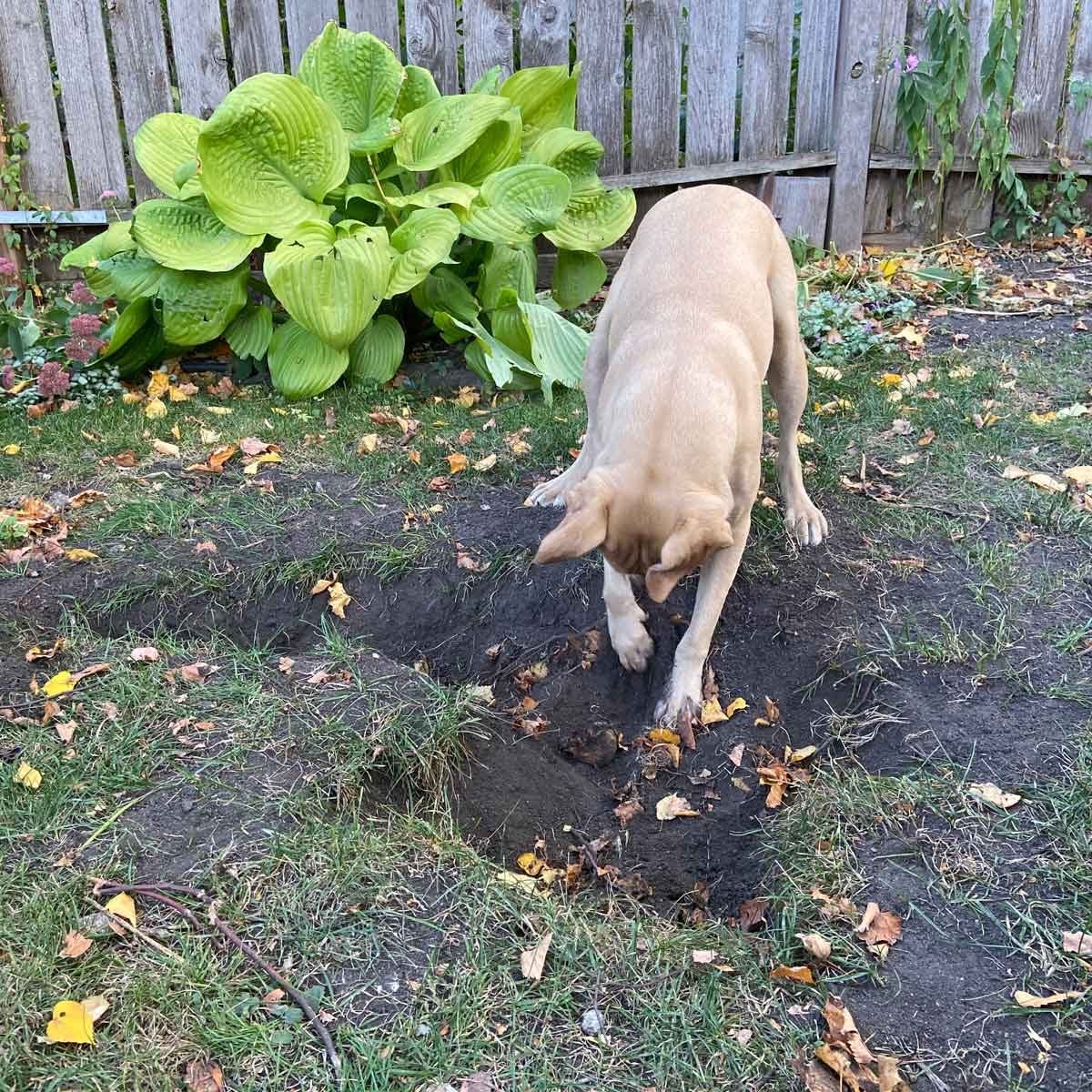 how do you fix a hole in the yard of a dog