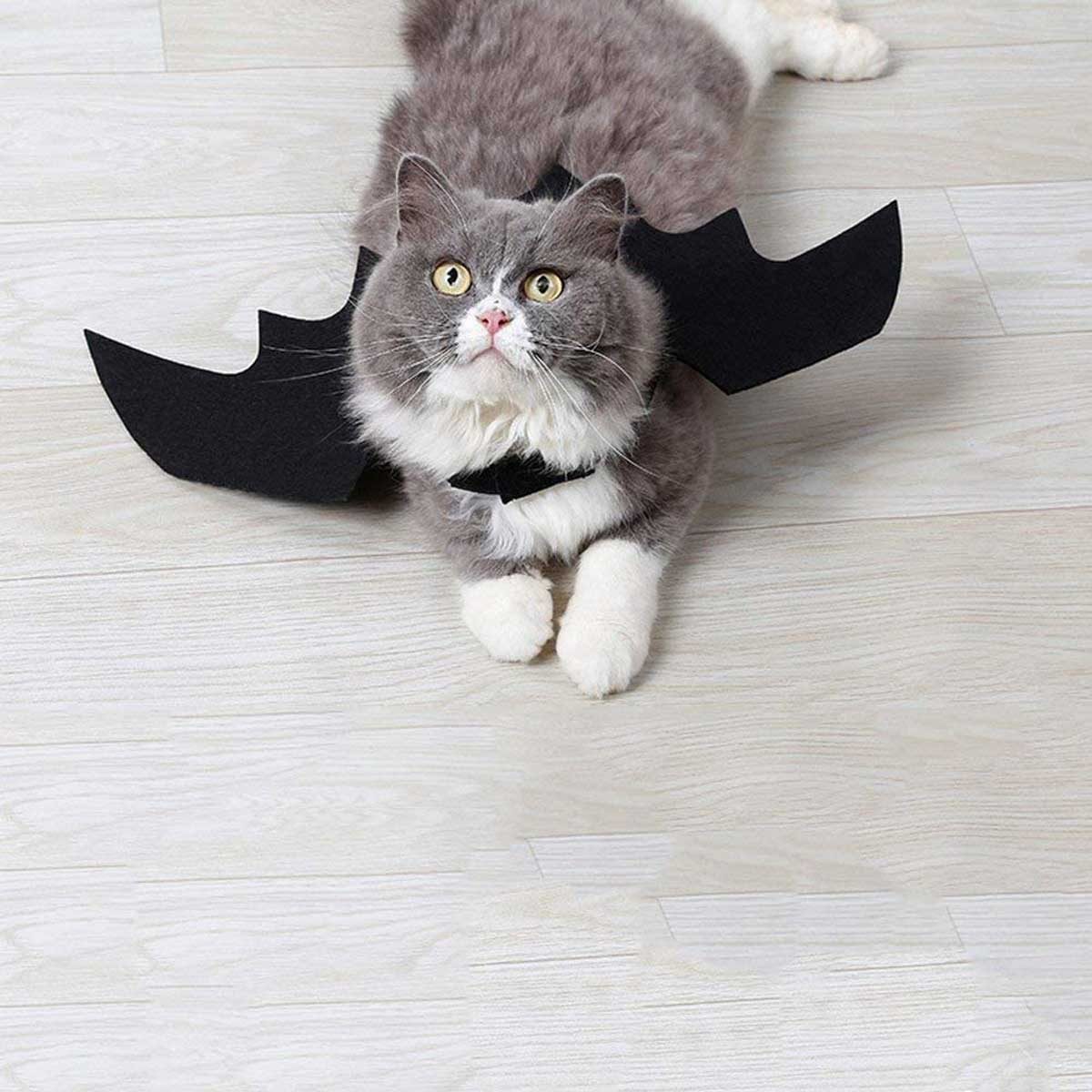 11 Best Cat Halloween Costumes | The Family Handyman