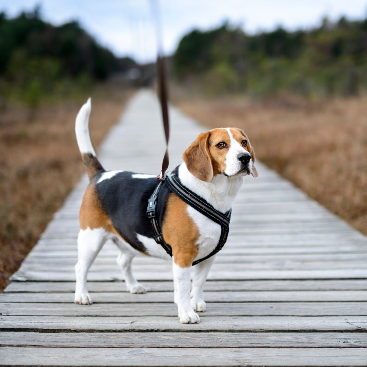 The Six Different Types of Dog Harnesses The Family Handyman