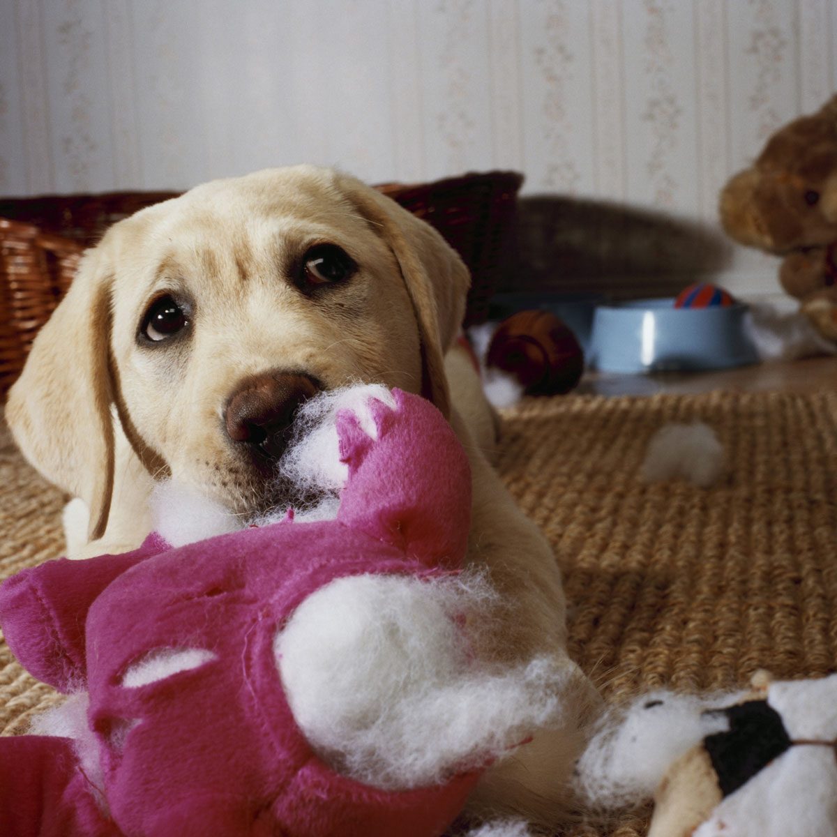 The Dog Toys And Treats You Should Avoid Buying At The Pet Shop