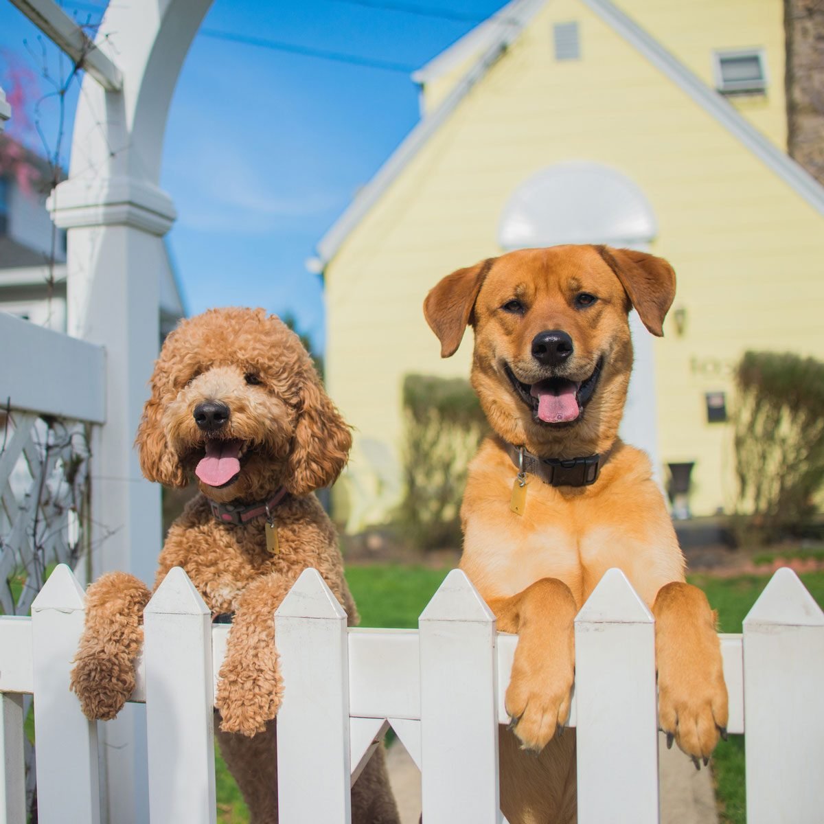 Best Dog Fences For Every Breed and Homeowner Need