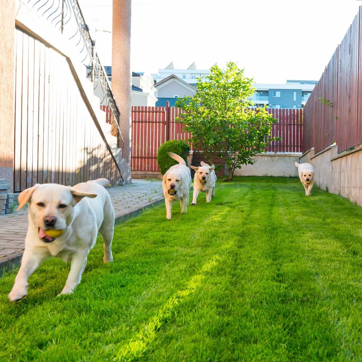 Can I Bury My Dog In My Backyard Ontario - Dogs In FenceD YarD GettyImages 1084862142