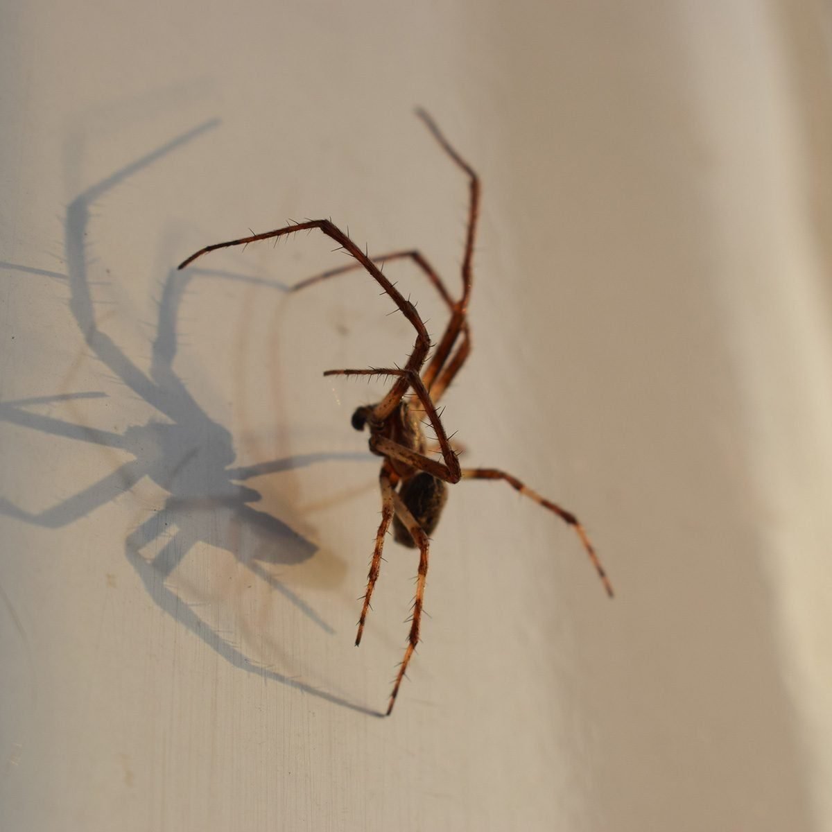 19 Interesting Facts About Spiders | The Family Handyman