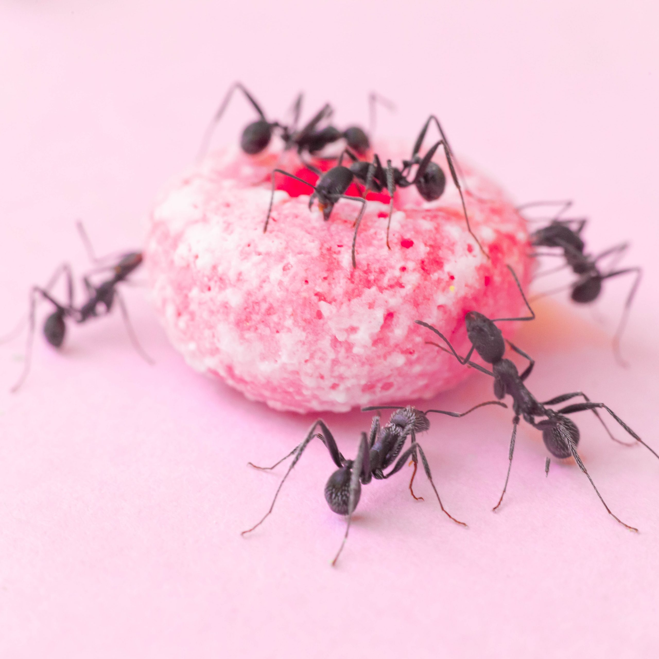 The Homeowner's Guide to Ant Pest Control
