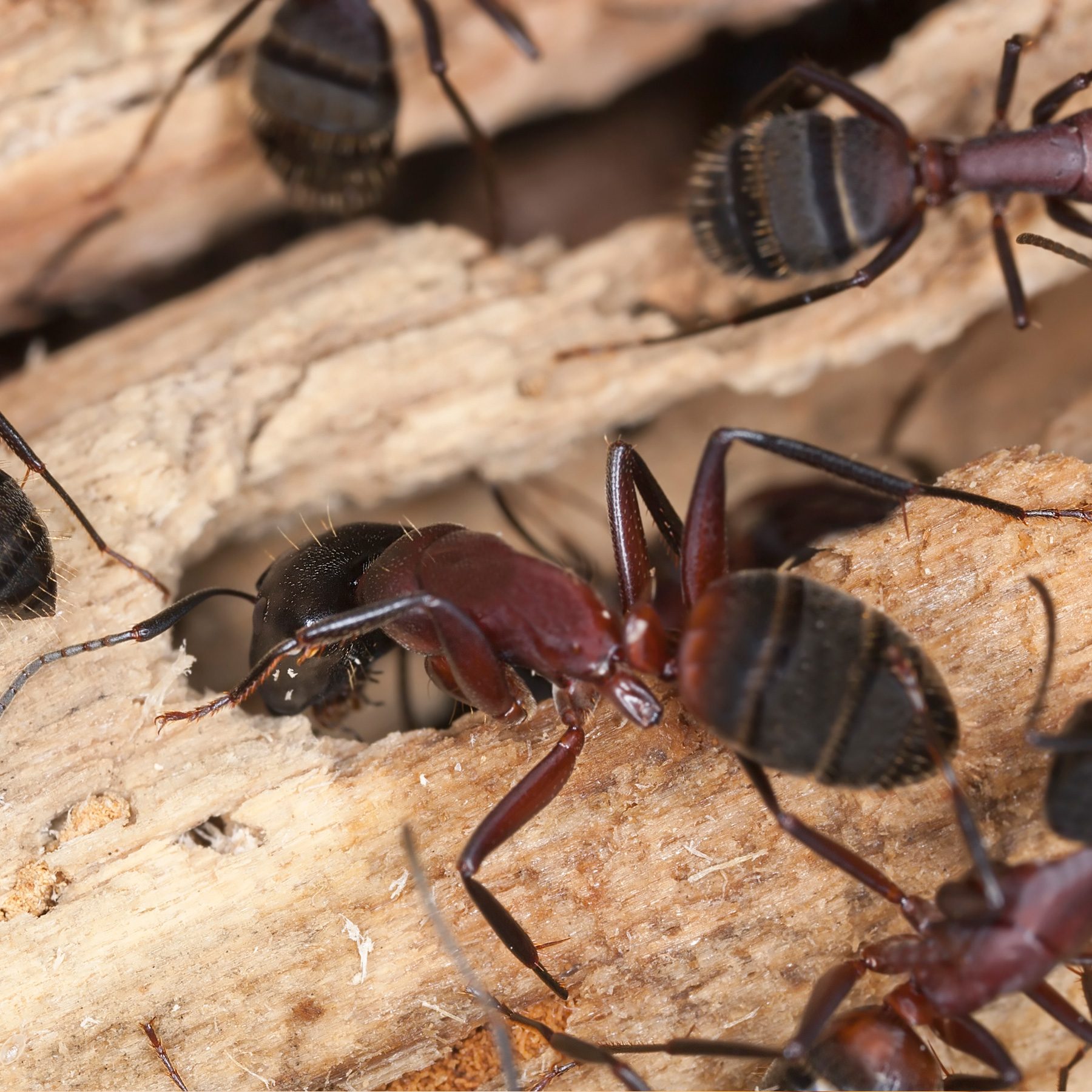 A group of ants crawling on a piece of wood.