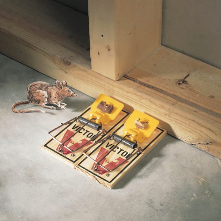 Mouse Escaped Snap Trap Household Upgrade Tunnel Rat Mouse Mice