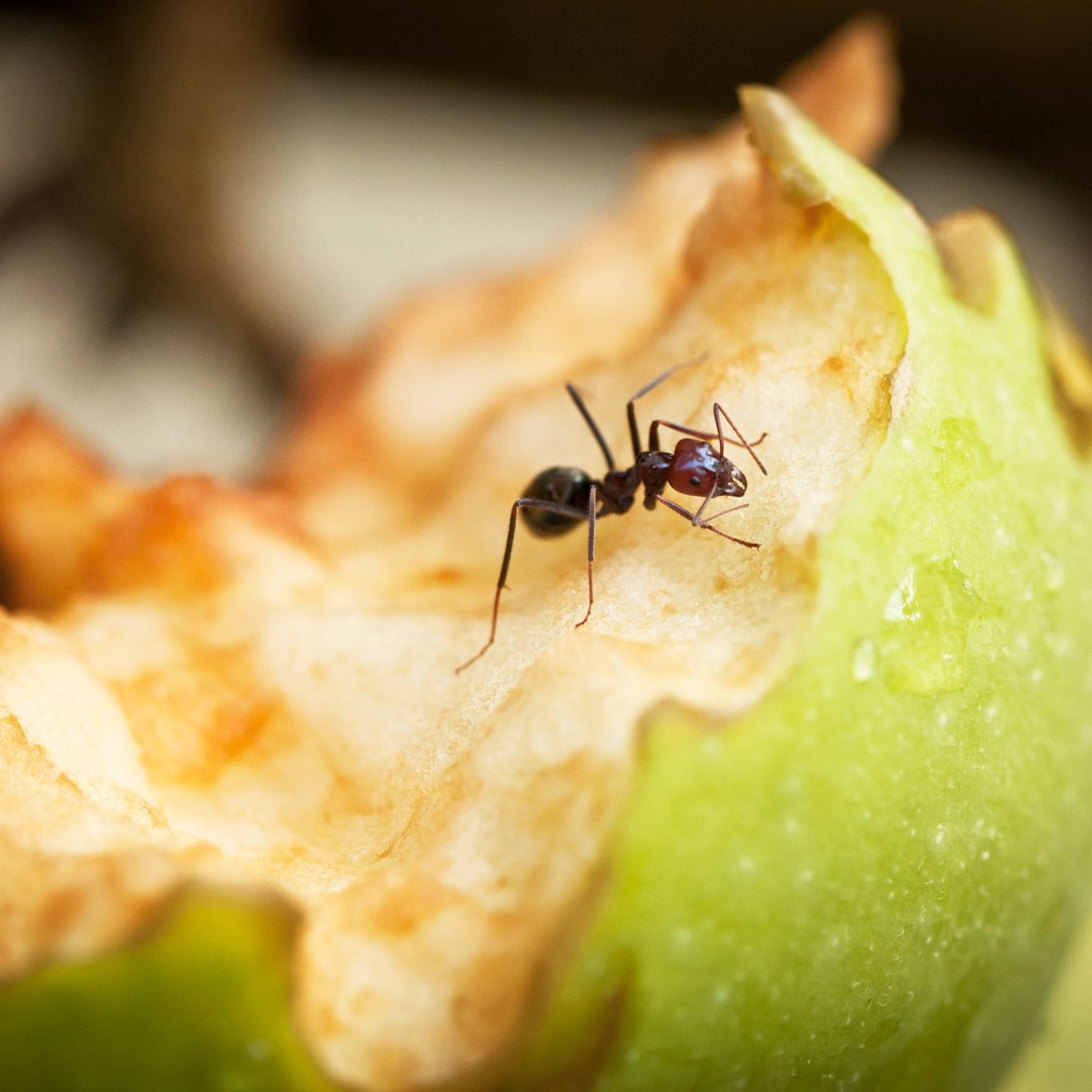 14 Best Ant Killers for Your Home and Yard