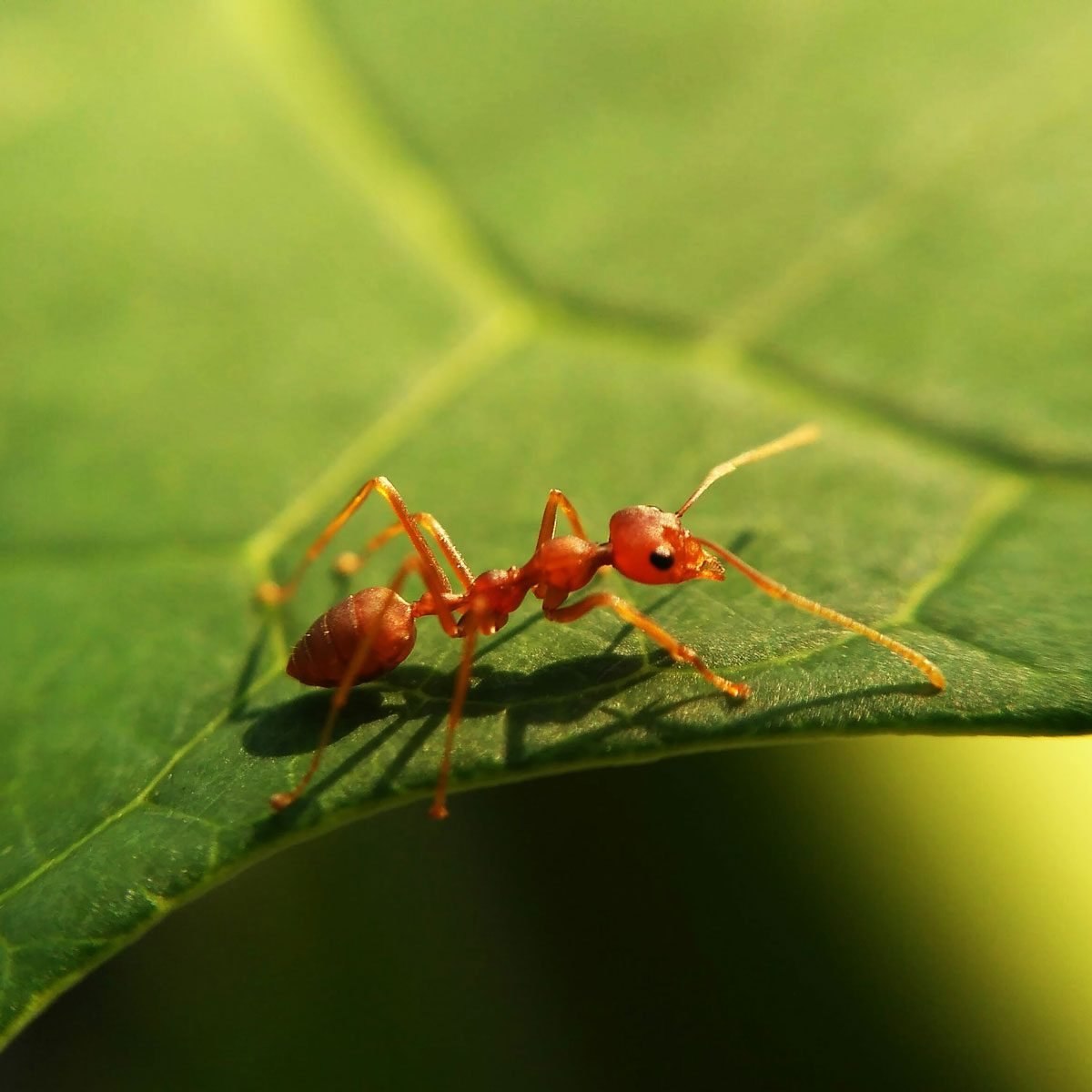 Are Ants Harmful to People, Pets, and Property?