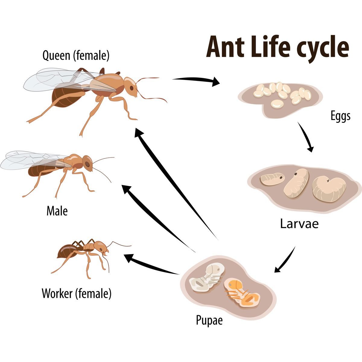 What to Know About an Ant's Life Cycle | The Family Handyman
