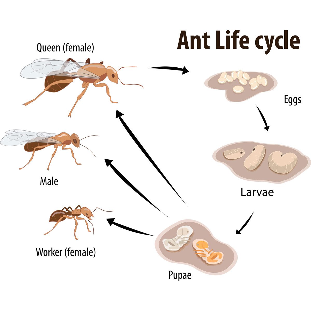 What to Know About an Ant's Life Cycle The Family Handyman