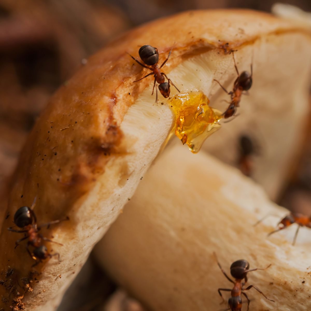 How to Identify Different Types of Ants | Family Handyman