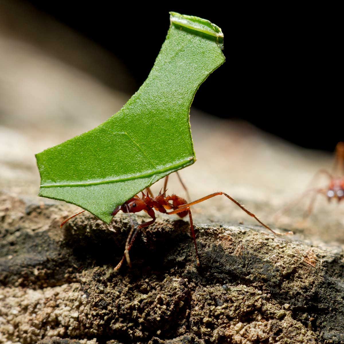 Leafcutter ant