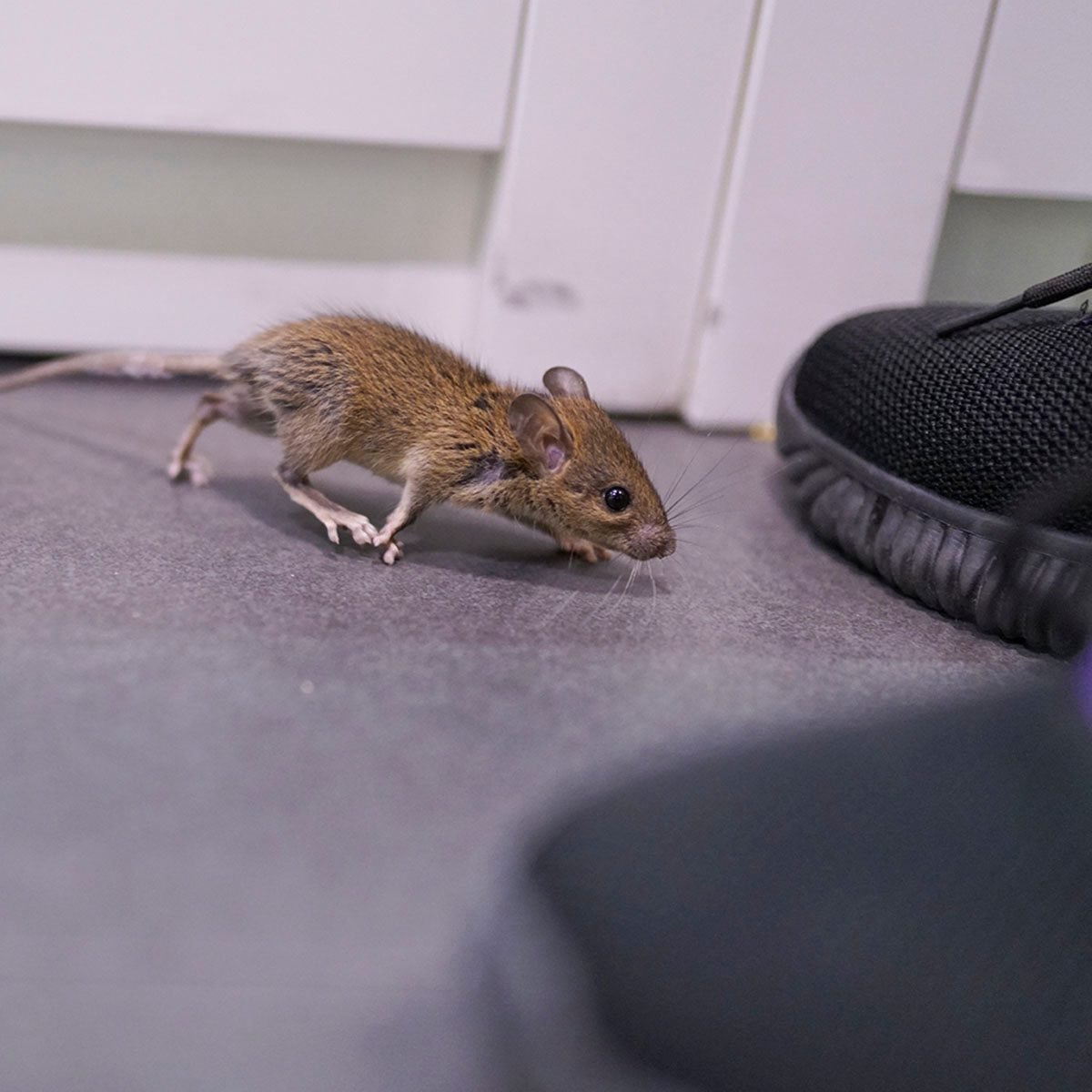 Mice in Garage. How to Get Rid of Them and Keep Them Away