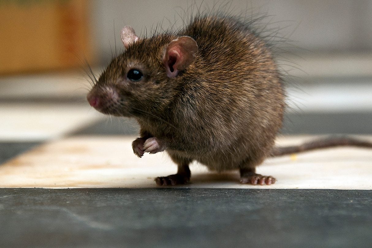 How To Get Rid of Mice & Rats (Get Rid of Rodents)