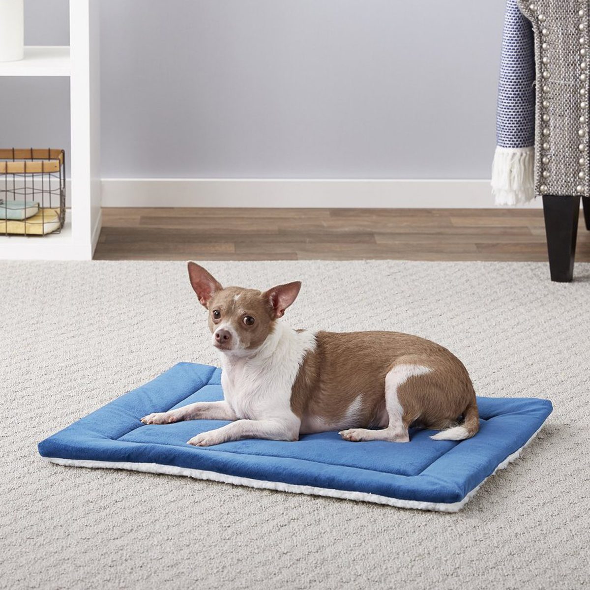 6 Best Heated Dog Beds for Winter