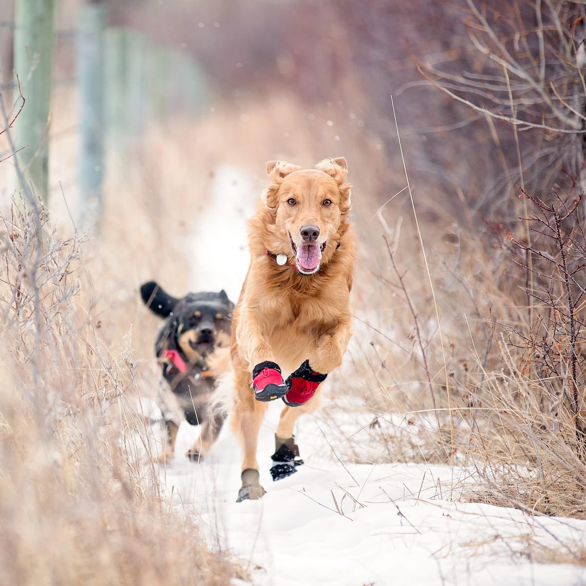 5 Ways To Protect Your Pet's Paws In Cold Weather