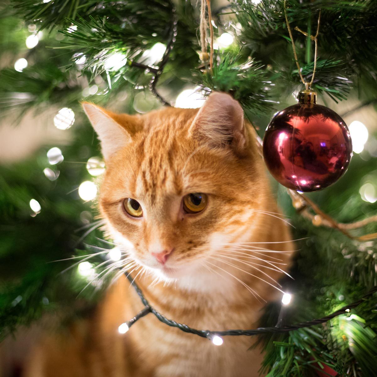 how to keep cats out of christmas tree