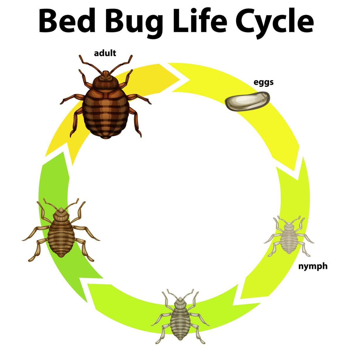 What to Know About Bed Bugs' Life Cycle