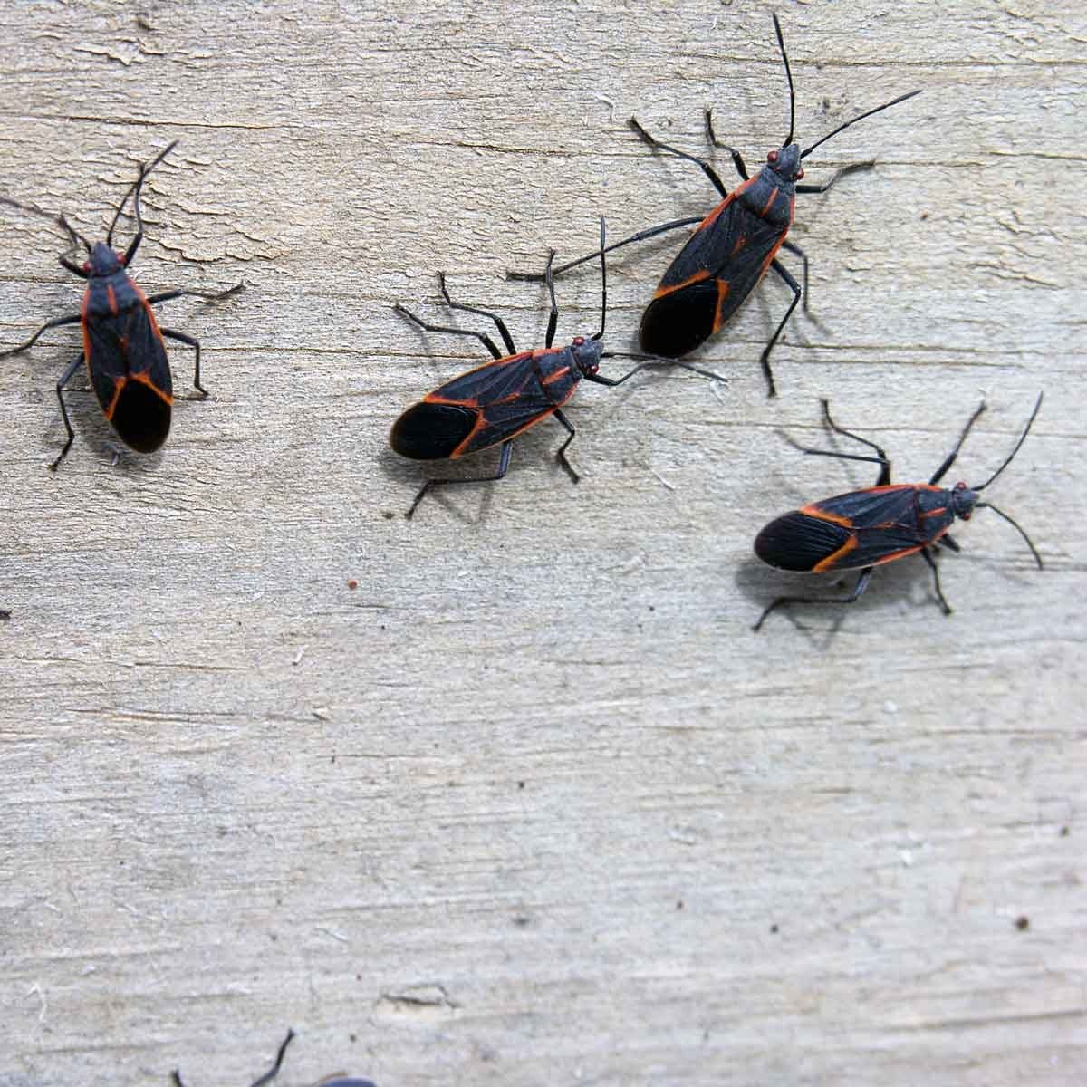Are Boxelder Bugs Dangerous to People, Pets and Property?