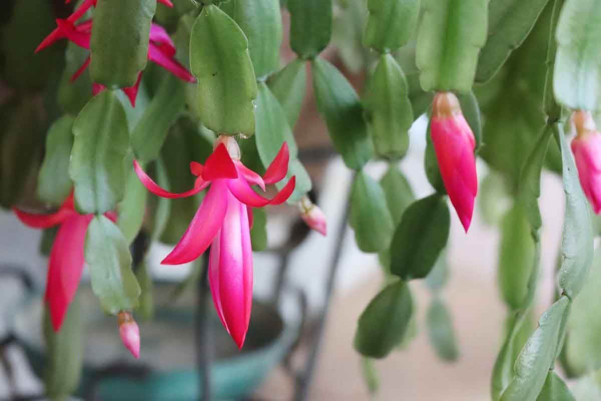 How to Grow and Care for a Christmas Cactus