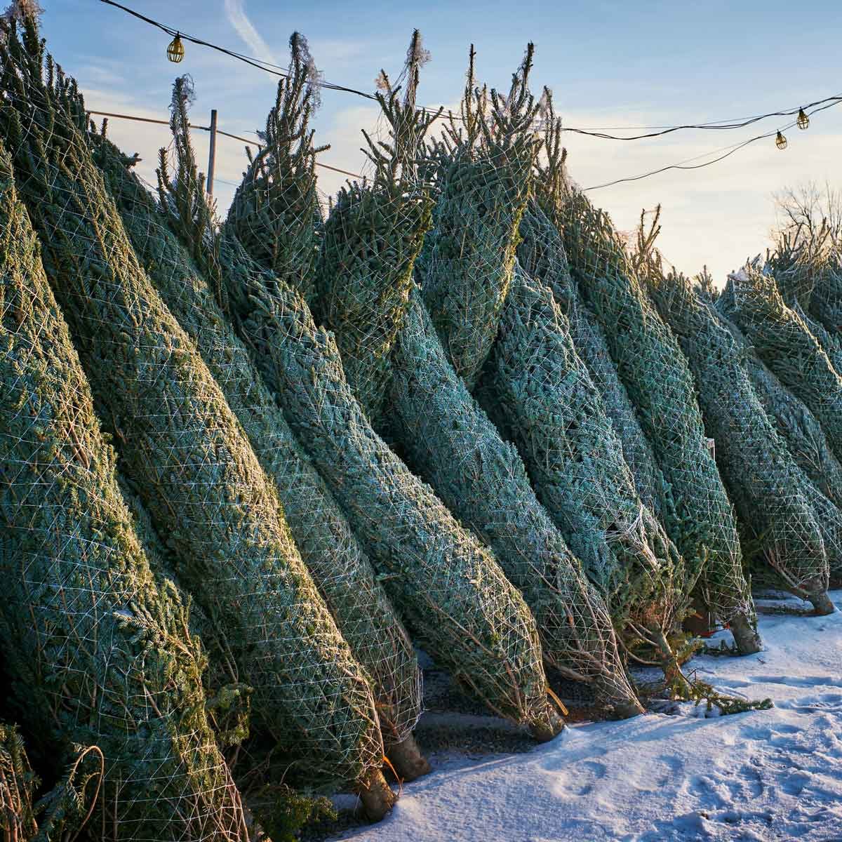 Where to Buy a Christmas Tree | Family Handyman