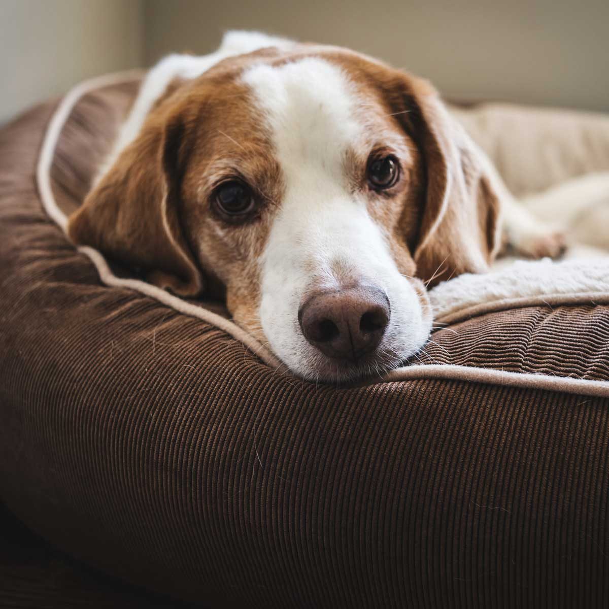 9 Best Heated Dog Beds for Winter | The Family Handyman