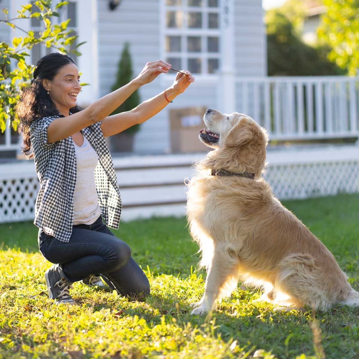 8 Dog Training Tools For Every Dog Owner