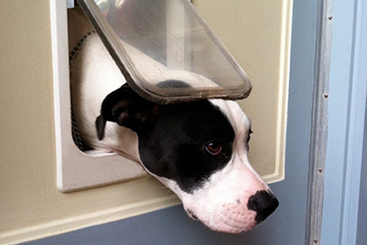 Dog Trying To Get Out Of Cat Flap